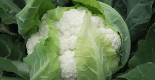 What can you do with cauliflower powder?